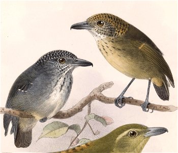 Dysithamnus puncticeps 1902
