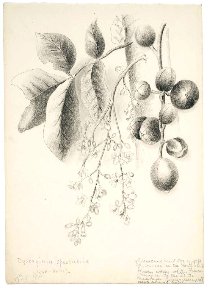 Dysoxylum spectabile (Kohe-Kohe). 27th Oct(ober) 1892. by Emily Cumming Harris