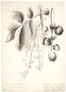 Dysoxylum spectabile (Kohe-Kohe). 27th Oct(ober) 1892. by Emily Cumming Harris