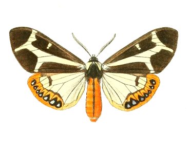 Dysschema mariamne - male