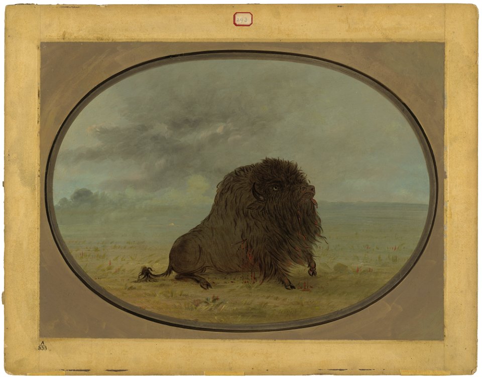 Dying Buffalo Bull C16909