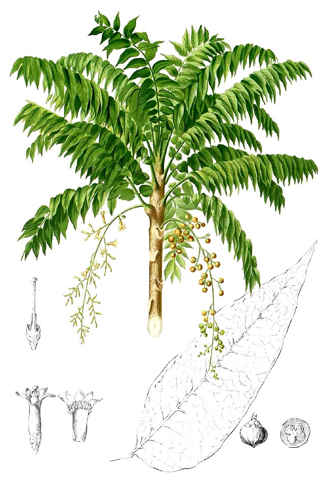 Dysoxylum blancoi Blanco1.130-cropped
