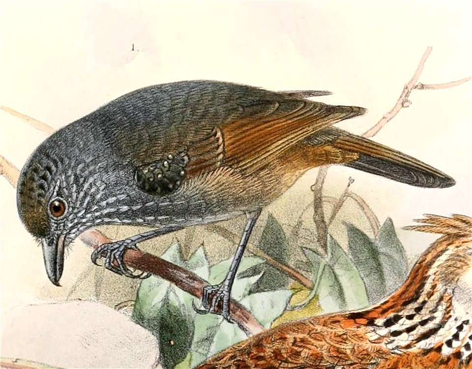 Dysithamnus leucostictus tucuyensis 1894