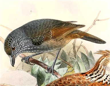Dysithamnus leucostictus tucuyensis 1894