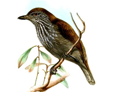 DysithamnusLeucostictusWolf (cropped)