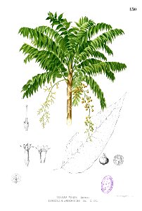 Dysoxylum blancoi Blanco1.130
