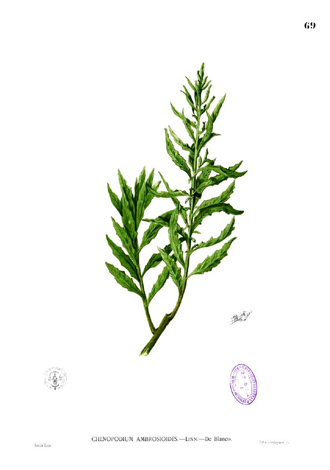 Dysphania ambrosioides Blanco1.69
