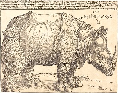 Albrecht Dürer - The Rhinoceros (NGA 1964.8.697)