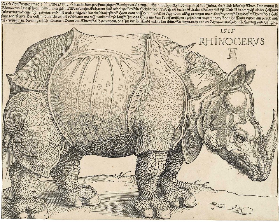 Dürer's Rhinoceros, 1515