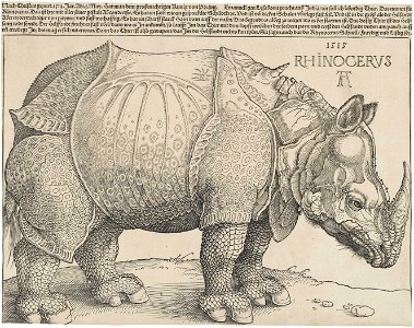 Dürer's Rhinoceros, 1515