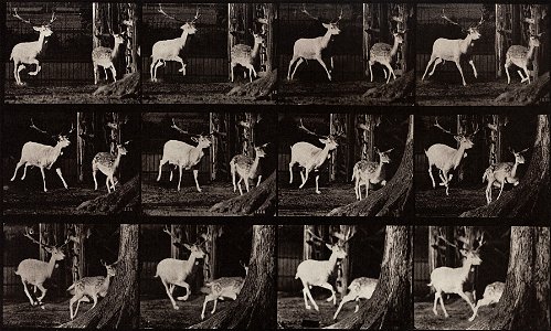 Eadweard Muybridge - Animal Locomotion, Plate 686 - Google Art Project