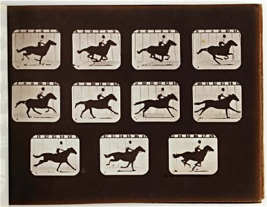 Eadweard Muybridge - Sallie Gardner Running from The Attitudes of Animals in Motion - Google Art Project. Free illustration for personal and commercial use.