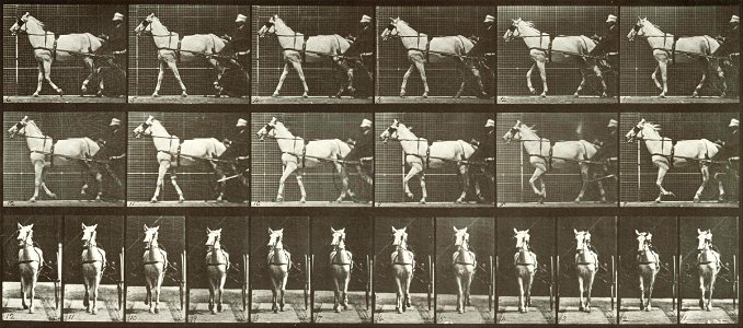 Eadweard Muybridge - Walking, Sulky, LightGray mare, Katydid - Google Art Project