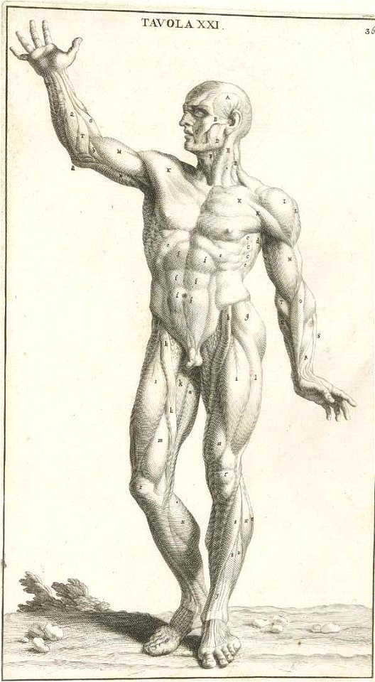 Genga 36.1