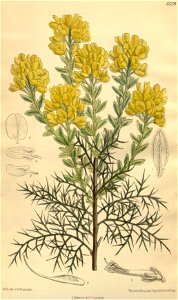 Genista hispanica 139-8528