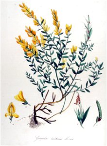 Genista tinctoria — Flora Batava — Volume v14. Free illustration for personal and commercial use.