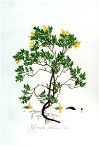 Genista pilosa — Flora Batava — Volume v7