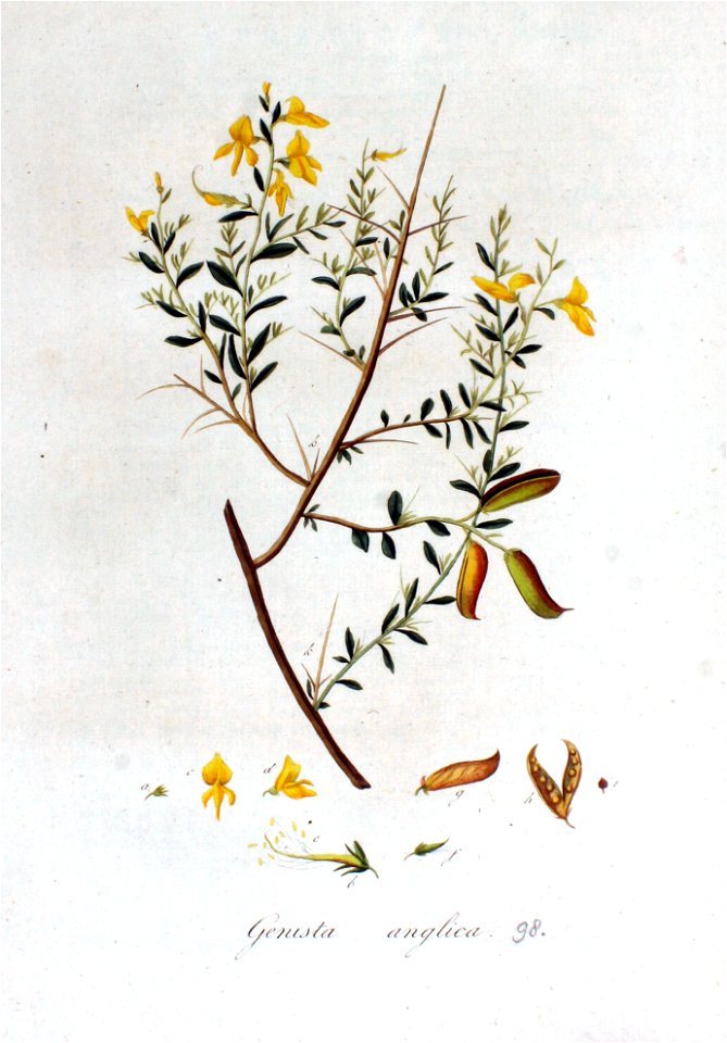 Genista anglica — Flora Batava — Volume v2