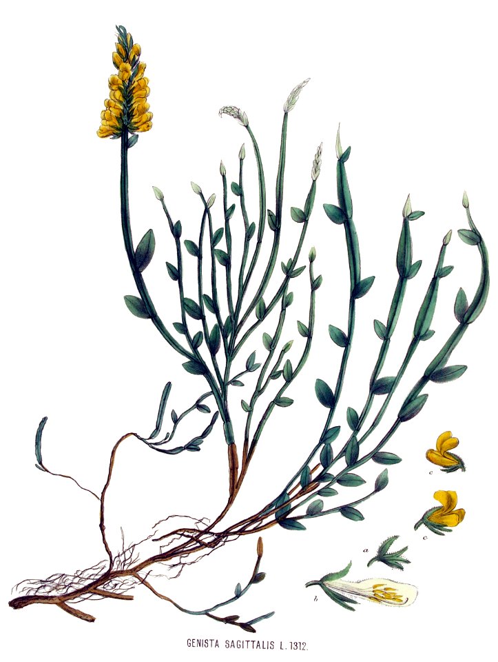 Genista sagittalis — Flora Batava — Volume v17 - clean
