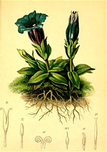 Gentiana clusii Atlas Alpenflora