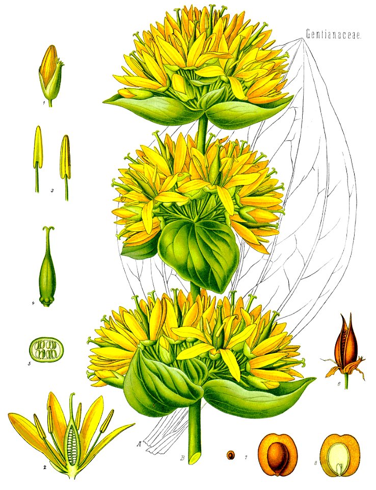 Gentiana lutea - Köhler–s Medizinal-Pflanzen-066
