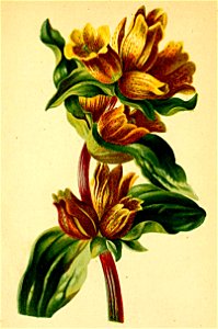 Gentiana punctata Atlas Alpenflora
