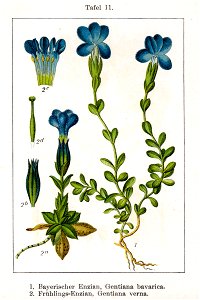 Gentiana spp Sturm11-original