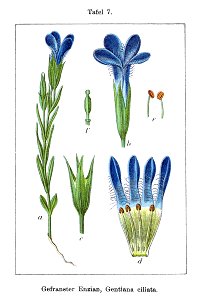Gentianella ciliata Sturm7