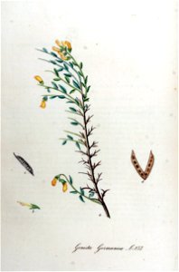 Genista germanica — Flora Batava — Volume v11