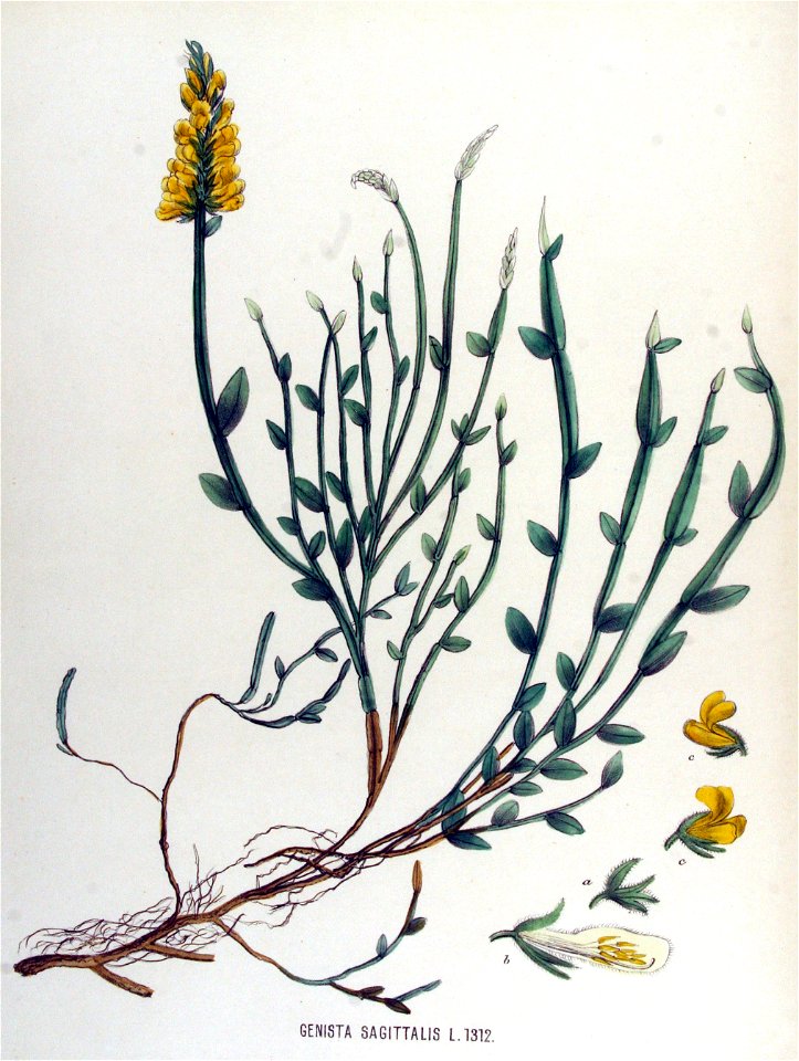 Genista sagittalis — Flora Batava — Volume v17