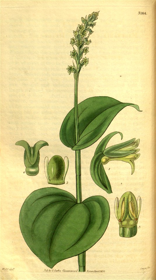 Gennaria diphylla (as Habenaria cordata) - Curtis' 59 (N.S. 6) pl. 3164 (1832)