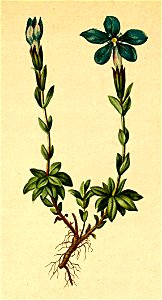 Gentiana brachyphylla Atlas Alpenflora