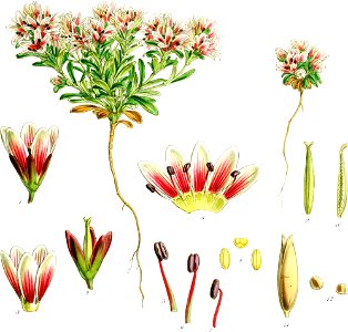 Gentiana concinna-Botany of Antarctica-PL035-0075