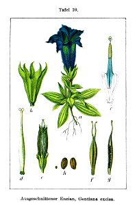 Gentiana excisa Sturm10
