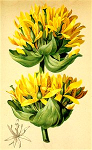 Gentiana lutea Atlas Alpenflora