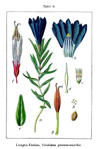 Gentiana pneumonanthe Sturm9