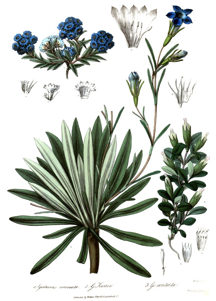 GentianaRoyle