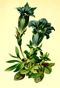 Gentiana acaulis Atlas Alpenflora