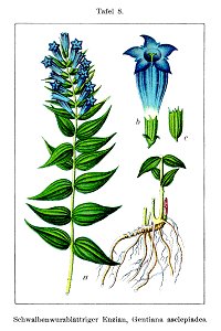 Gentiana asclepiadea Sturm8