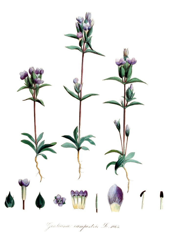 Gentiana campestris — Flora Batava — Volume v14