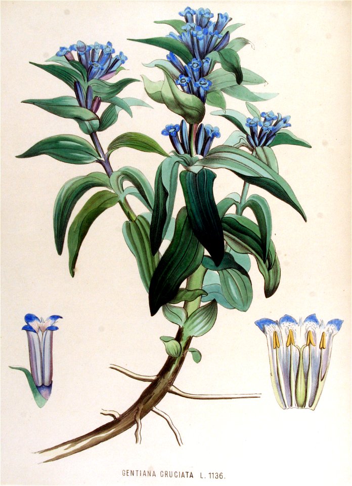 Gentiana cruciata — Flora Batava — Volume v15