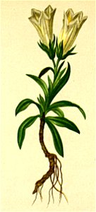 Gentiana froelichii Atlas Alpenflora