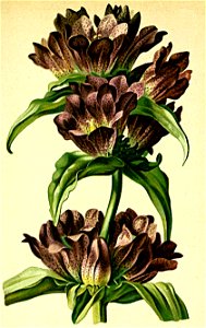 Gentiana pannonica Atlas Alpenflora