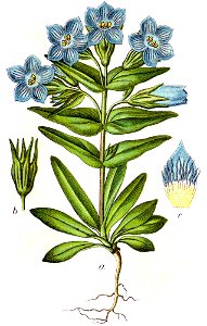 Gentiana sp Sturm12