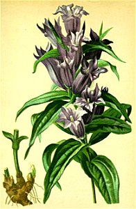 Gentiana asclepiadea Atlas Alpenflora