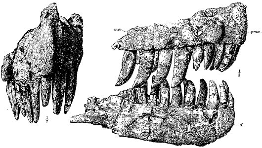Genyodectes