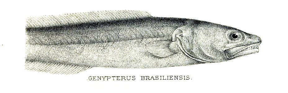 Genypterus brasiliensis
