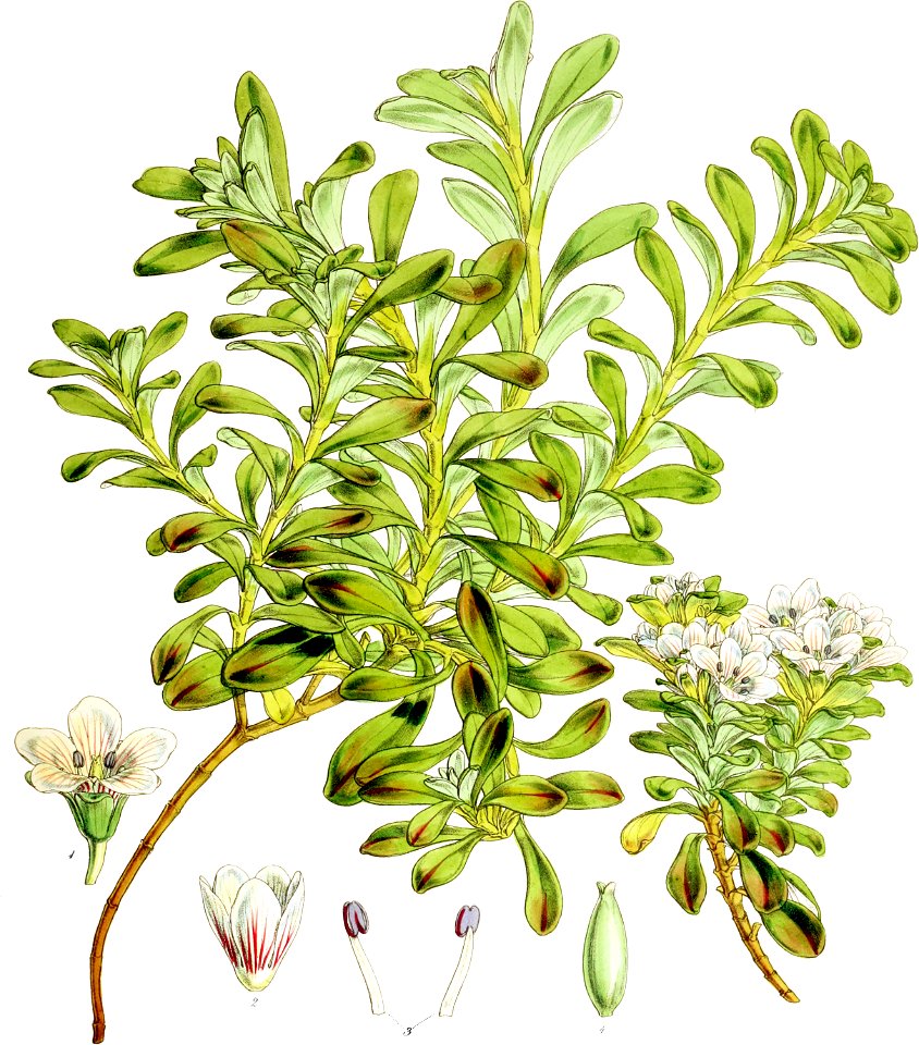 Gentiana cerina-Botany of Antarctica-PL036-0077