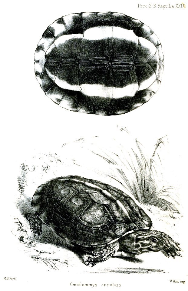 GeoclemmysAnnulataFord