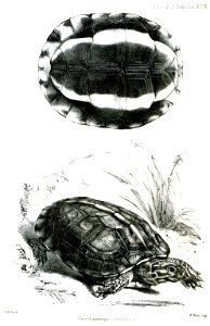 GeoclemmysAnnulataFord